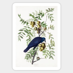 American Crow from Birds of America (1827) Sticker